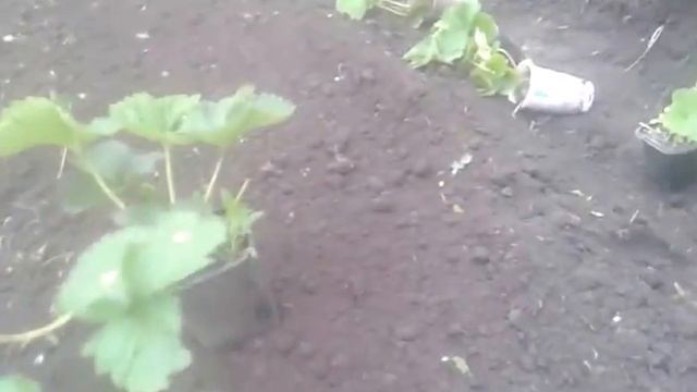 Рассада клубники Альбион и королева елизавета 2 смотреть онлайн