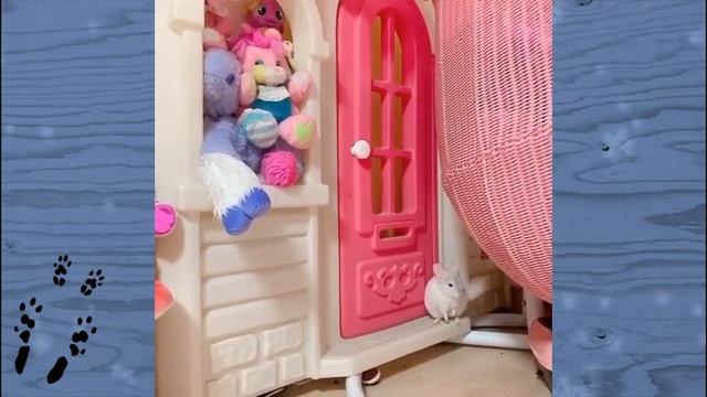 Лучшие приколы про ШИНШИЛЛ! Смешные ШИНШИЛЛЫ! Funny chinchillas❤#17 смотреть онлайн