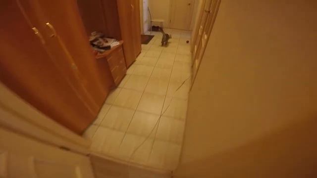 Мейн Кун Шэри играет с новой игрушкой ))) смотреть онлайн