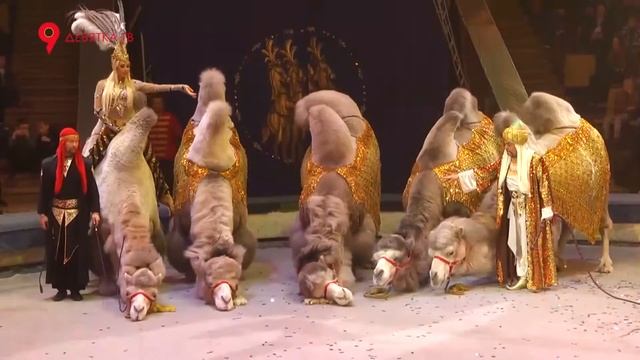 Представление в цирке продолжается смотреть онлайн