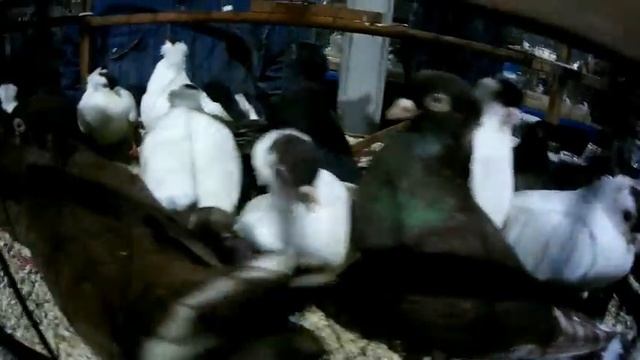 7 Марта 2020 года выставка голубей в Москве (Садовод) смотреть онлайн