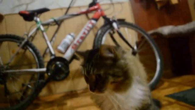 ОТМЕЧАЕМ ДЕНЬ РОЖДЕНИЯ КОТОВ смотреть онлайн