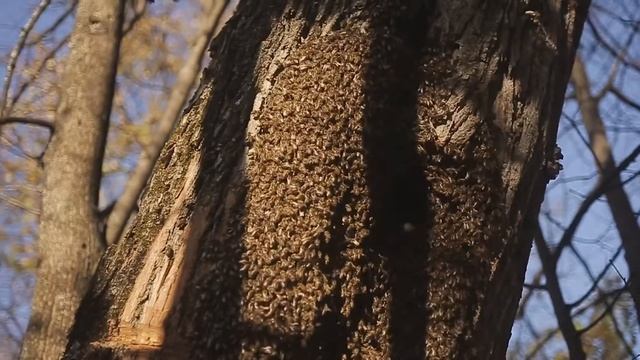 Семейная пасека Мамдеевых. Бортевой мёд 2020. смотреть онлайн