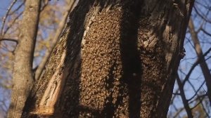 Семейная пасека Мамдеевых. Бортевой мёд 2020.