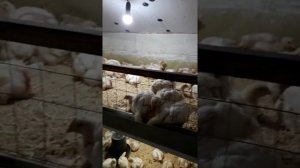 Сарай для бройлеров