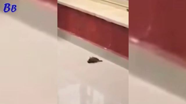 ВОРОБЕЙ РЕАНИМИРОВАЛ СОБРАТА ПОСЛЕ УДАРА О СТЕКЛО - НЕВЕРОЯТНОЕ ЧУДО !!! смотреть онлайн