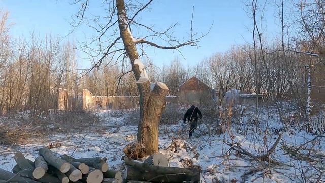 как заработать.Заготовка клена на дрова смотреть онлайн