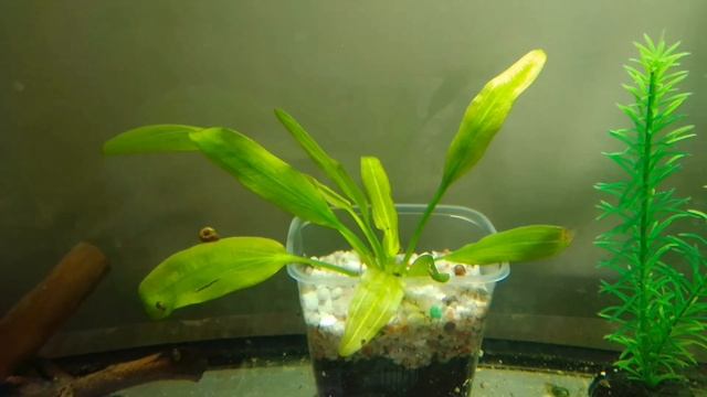 Эффективный способ посадки эхинодоруса. Что получилось через месяц? (echinodorus) смотреть онлайн