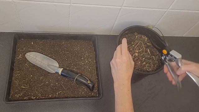 How To Propagate Arrowhead Plant/Syngonium Podophyllum From Stem Cuttings