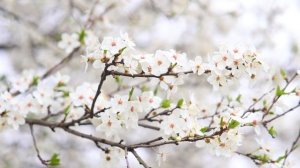 Слива Цветёт. Сакура Цветёт! Весеннее цветение. Весенние цветы | Футажи красивая природа [4K]