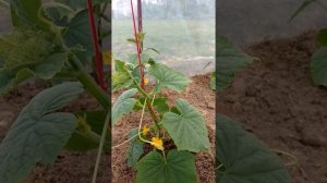 Огурцы "Бабушкин внучок".