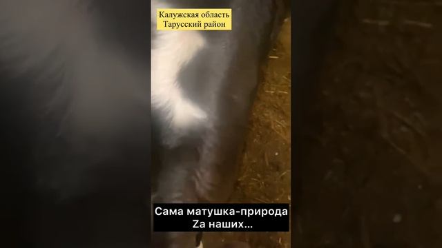 Z на новорождённом телёночеке смотреть онлайн