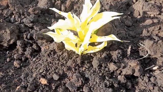 #hosta #WhiteFeather # БелоеПеро / Хоста белая Уайт Фэзер ( лат. White Feather ) ранней весной. смотреть онлайн