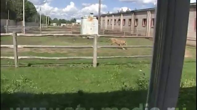 Челнинская львица Киара ждет жениха смотреть онлайн