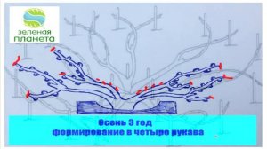 Выращивание винограда от А до Я