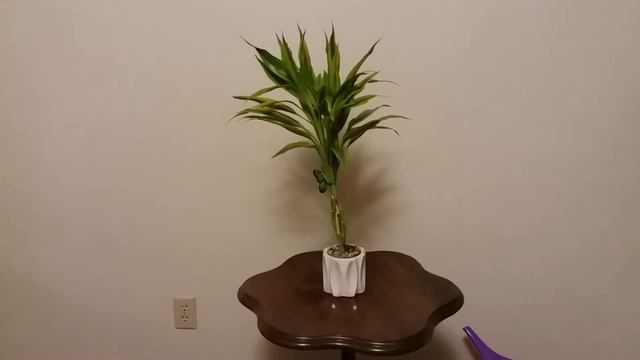 Caring for lucky Bamboo Plant | Lucky Bamboo Care Tips смотреть онлайн