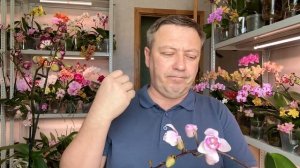 орхидеи сушат бутоны 3 ОСНОВНЫЕ ПРИЧИНЫ + ЭТО ЯВЛЕНИЕ губит бутоны орхидей