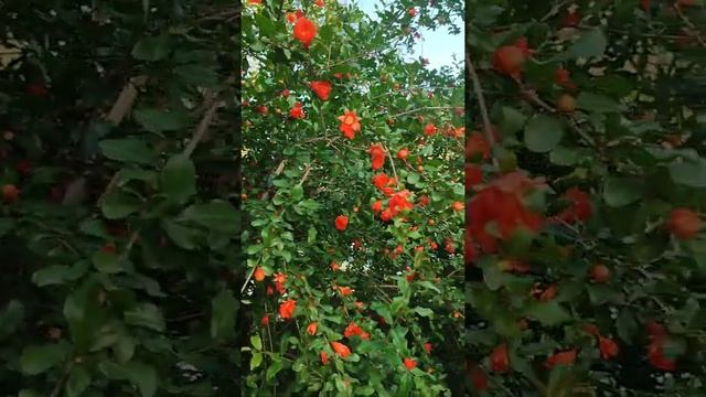 Цветение гранатового дерево #гранат #цветы #весна #природа смотреть онлайн