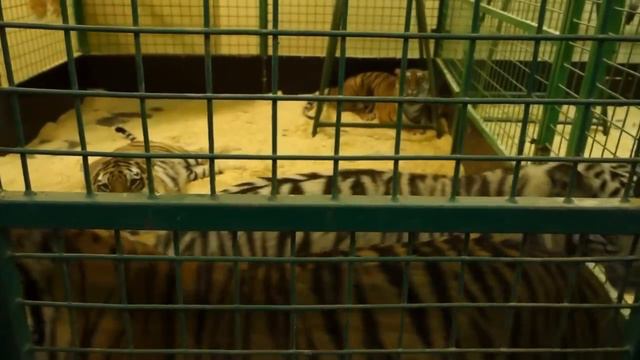 За кулисами цирка Никулина смотреть онлайн