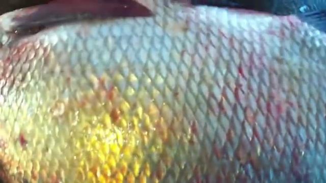 Копчение проходной селедки, посол лещей и сала смотреть онлайн