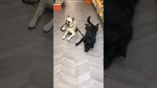 French bulldog and husky mix with a friend .Смесь французского бульдога и хаски с другом. смотреть онлайн