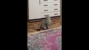 Кошка ходит на задних лапах...