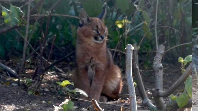 Caracal 19092021 смотреть онлайн
