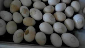 Совместная инкубация гусиных, утиных и куриных яиц