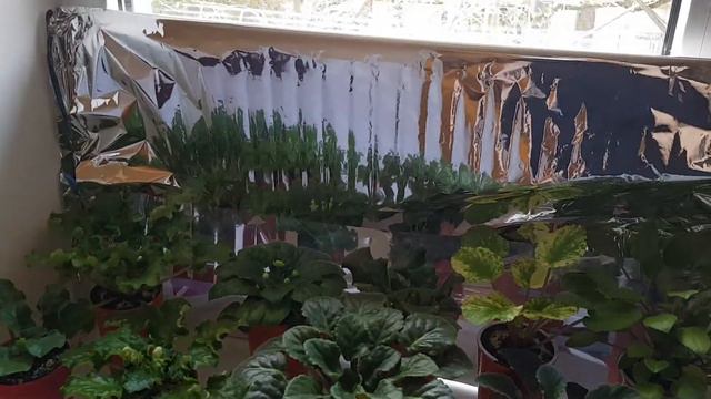 Притеняем окошко, где фиалочки. смотреть онлайн