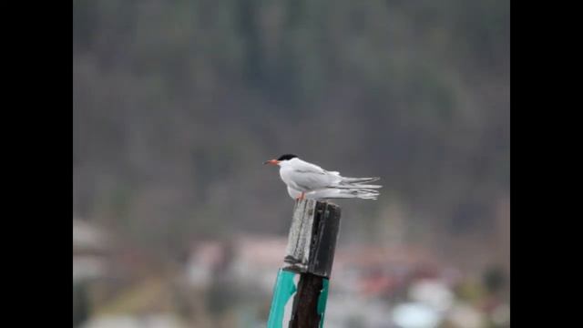 Common Tern pair смотреть онлайн