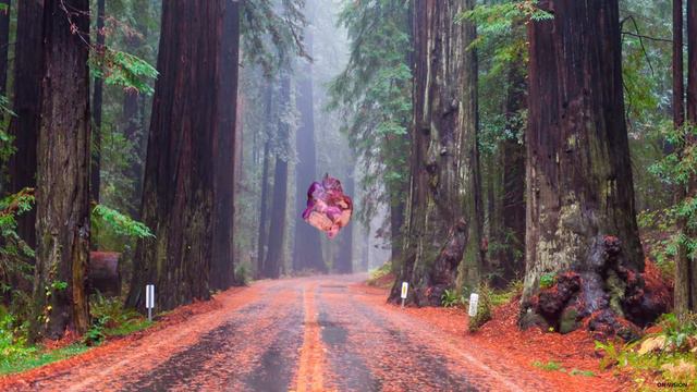 FOREST смотреть онлайн