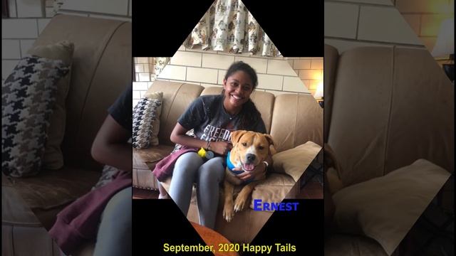 Happy Tails, September, 2020 Adoptions West Point Clay County Animal Shelter смотреть онлайн