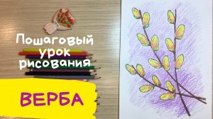 Верба рисунок. Как нарисовать вербу карандашом. Вербное воскресенье рисунок. Веточка рисунок.