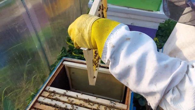 Успешное объединение семей через газету на медосбор часть 1 смотреть онлайн