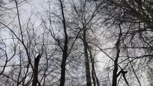 Охота на куницу. Выгон из дупла от А до Я.
