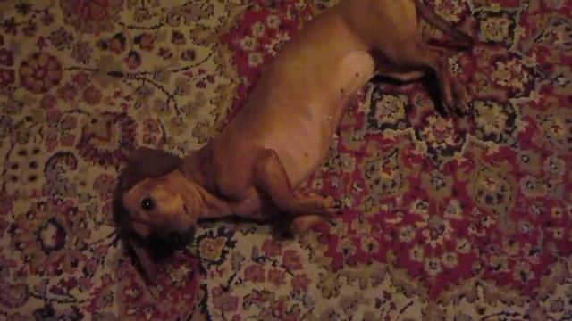 Такса Мини смотреть онлайн