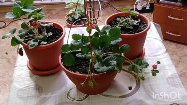 Клубника на подоконнике "Руби Энн" (Ruby Ann)