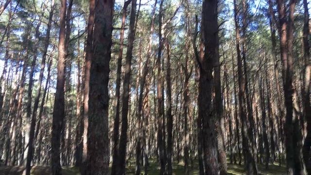 Куршская коса на майские. Дюны Эфа, Танцующий Лес, Королевский Бор смотреть онлайн