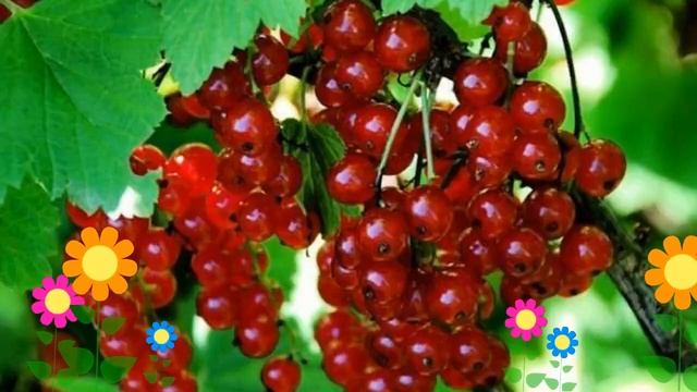 Смородина красная Сахарная (Saharnaia). Краткий обзор, описание характеристик, где купить саженцы смотреть онлайн