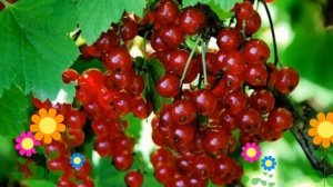 Смородина красная Сахарная (Saharnaia). Краткий обзор, описание характеристик, где купить саженцы
