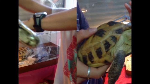 Трогательный зоопарк на Азовском море смотреть онлайн