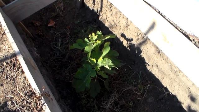 Вызревание побегов инжира. смотреть онлайн