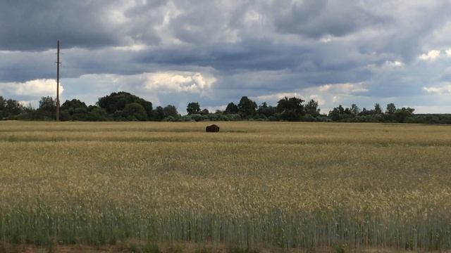 зубр в Бешенковичах смотреть онлайн
