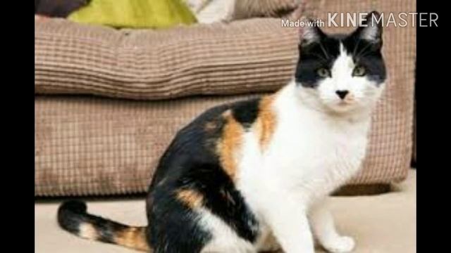 Животные в мире коты кошки котики смотреть онлайн