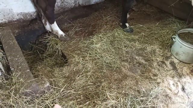 Для Новичков о коровах/Постройка и благоустройство коровника/Чистые коровы/ Обзор сарая! смотреть онлайн