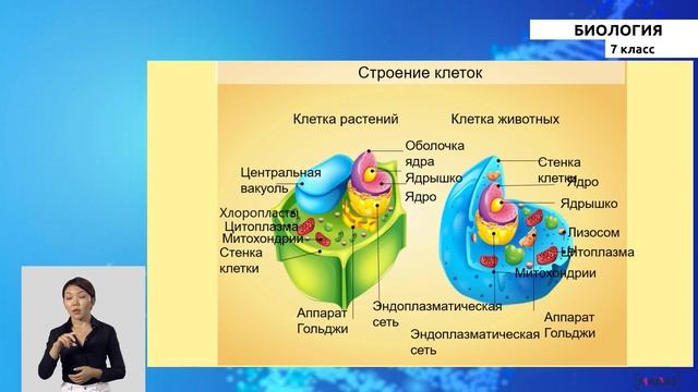 7 класс - РУ - Биология - №1 - Общая характеристика царства животных смотреть онлайн