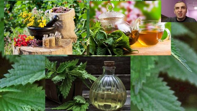 Спроси у травы: КРАПИВА. Лечебные свойства и рецепты смотреть онлайн