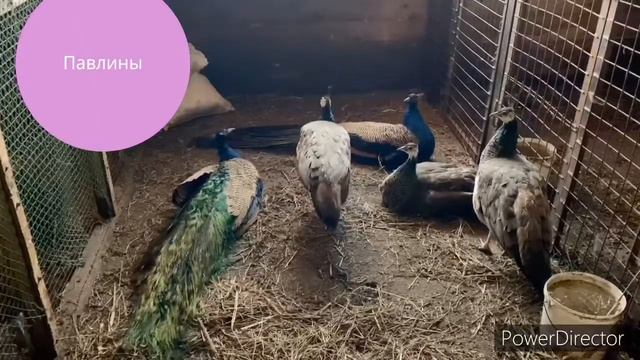 Все наши животные в одном видео смотреть онлайн