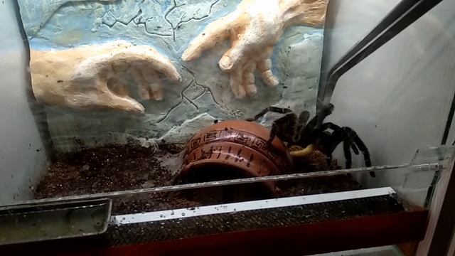 крайние новости с паучьего фронта! смотреть онлайн