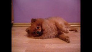 команда " умри" как научить собаку такой команде?